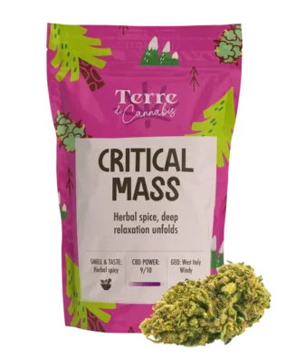 Terre di Cannabis Tangerine CBD blüten – 22% CBD (Kopier)
